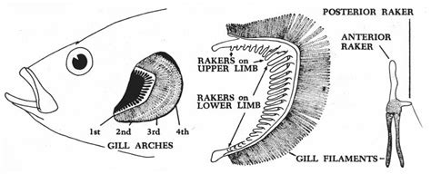 Bleeding a fish technique - BigTackleBox