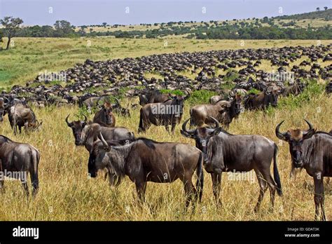 Blue Wildebeest, connochaetes taurinus, Herd migrating, Masai Mara Park in Kenya Stock Photo - Alamy