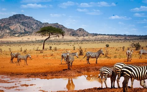 Kenya safari, zebras, water, blue sky wallpaper | animals | Wallpaper Better