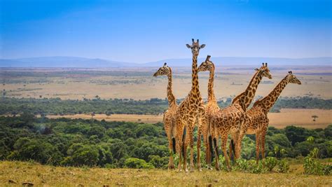 Los 5 mejores parque nacionales de África para un safari fotográfico | Caribbean News Digital