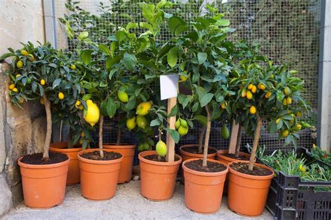 How to Grow a Lemon Tree from Seed (5 Easy Steps) - Hort Zone