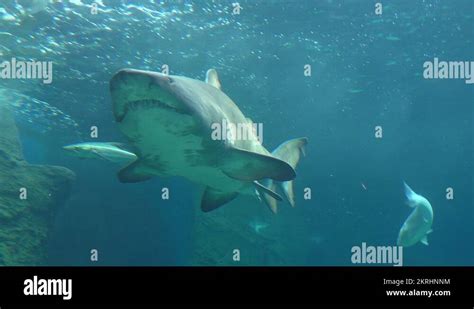 White shark teeth Stock Videos & Footage - HD and 4K Video Clips - Alamy