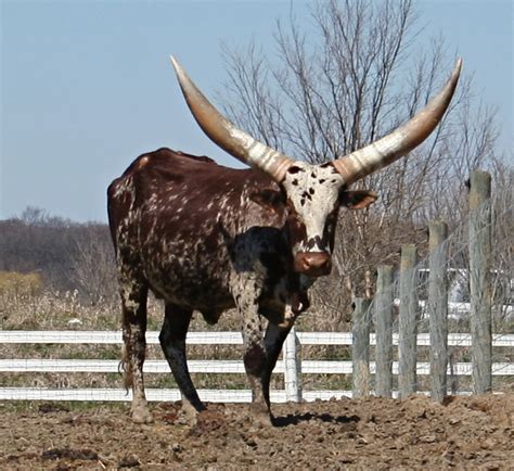 Watusi | Watusi cattle are kept at Domino's Farms in Ann Arb… | Flickr