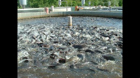 fish farming in india bengal - YouTube