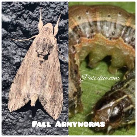 Fall Armyworms | Identification and How to Get Rid | Pestclue