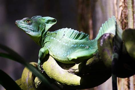 Plumed Basilisk (Basiliscus plumifrons) - ZooChat