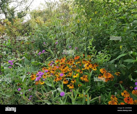 Red House, Bexleyheath, Kent, England Stock Photo - Alamy