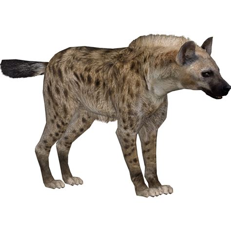 Hyena PNG