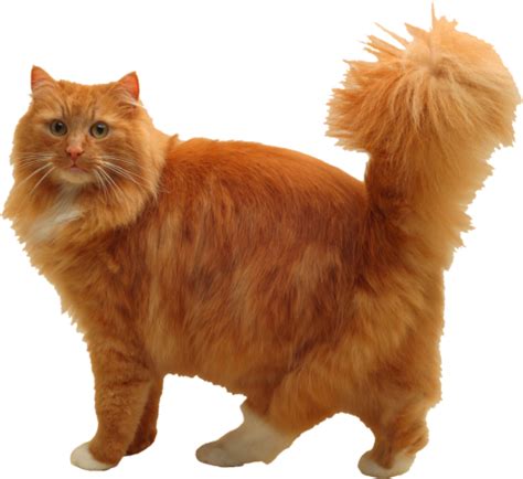 357 Transparent Cat PNG Images PurePNG | Free transparent CC0 PNG Image Library