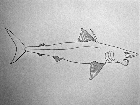 Helicoprion: Buzz-saw shark of Idaho by Saberrex on DeviantArt