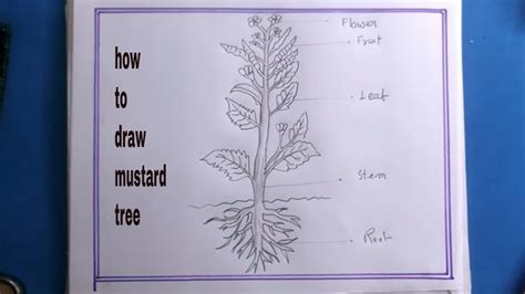 Mustard Seed Tree Drawing