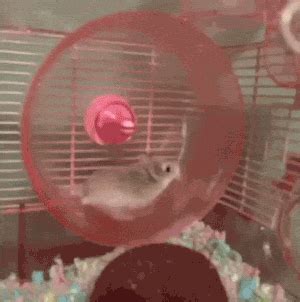 Hamster Wheel GIF - Find & Share on GIPHY