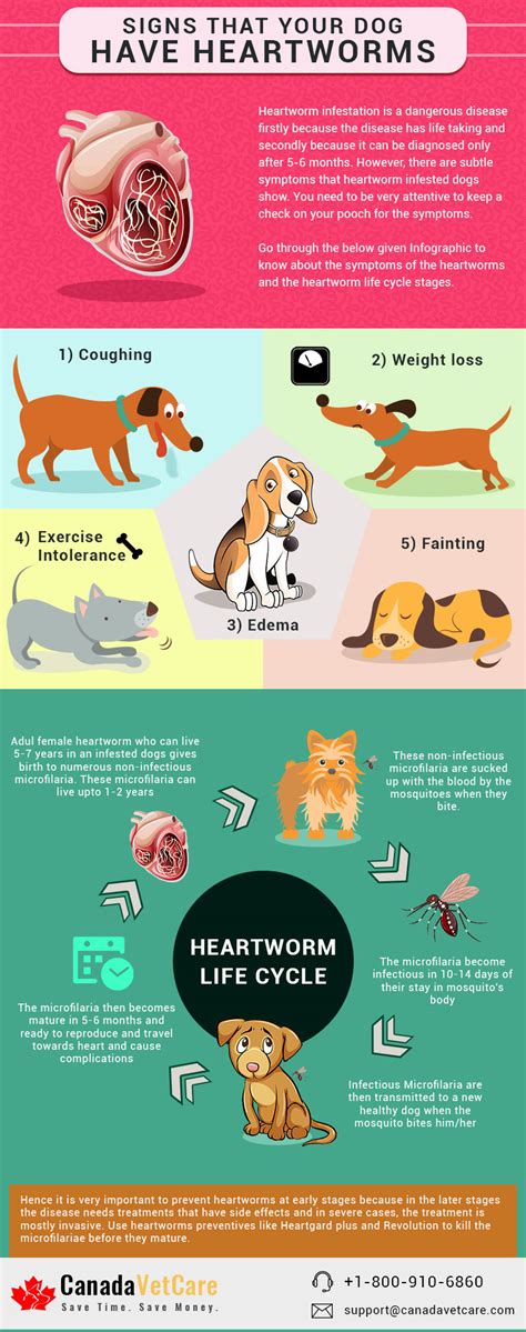 What are the First Signs of Heartworms in Dogs? [INFOGRAPHIC]