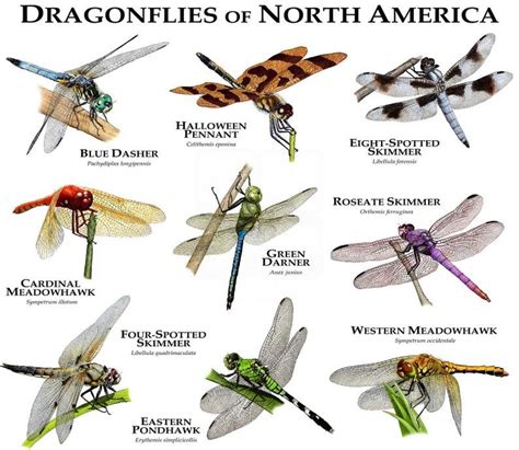 Unframed Prints, Wall Art Prints, Poster Prints, Insect Identification, Dragon Flys, Art Et ...