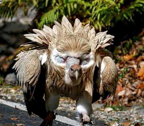 🔥 Himalayan Griffon vulture showing off its fake eyes : r/NatureIsFuckingLit