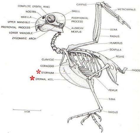 Pros and Cons of the Avian Skeletal System | Bio-aerial Locomotion 2011