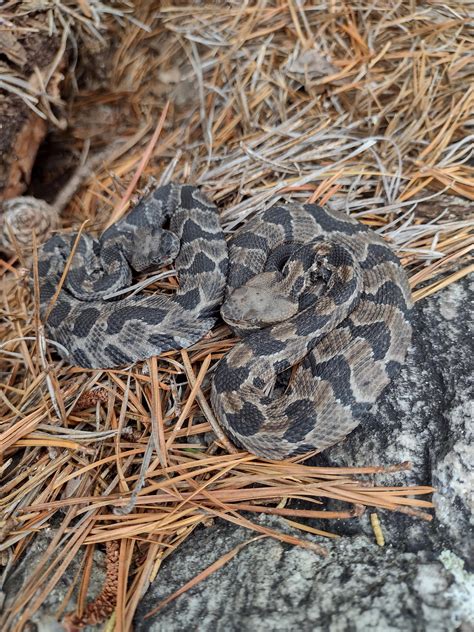 Baby Timber rattlesnakes. wild : r/VenomousKeepers