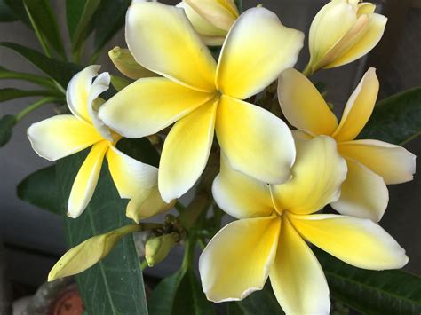 Yellow Plumeria (Frangipani) Plant Cutting - Walmart.com - Walmart.com