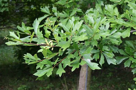 How to Grow and Care for Water Oak