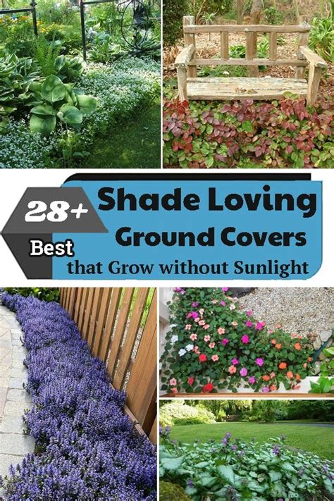 Beautiful Shade Loving Ground Covers for Your Garden