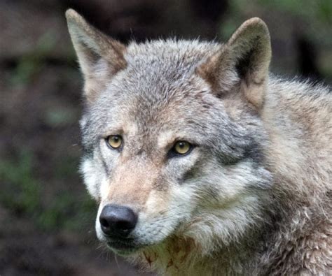 Colorado Releases 5 Gray Wolves Over Ranchers' Objections | Newsmax.com