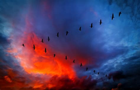 Download Blue Orange (Color) Sunset Silhouette Sky Animal Bird HD Wallpaper