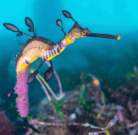 Common seadragon (Phyllopteryx taeniolatus); one fancy dude. : r/AIDKE