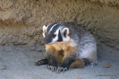 Sad Badger | Matt Hornburg | Flickr