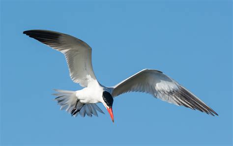 Flights of Spring: 5 Birds to spot in Hong Kong during the Spring ...