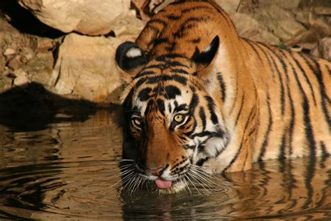 Bengal Tiger, Ranthambhore National Park, India, photo by Ateeq Mohammad | Bengal tiger, Animals ...