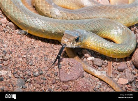 Western yellow-bellied racer, Coluber constrictor mormon, native to USA, Canada, Mexico ...