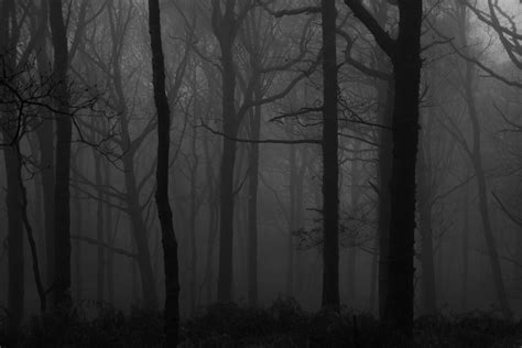 Mobile wallpaper: Dark, Trees, Fog, Forest, Bw, Chb, 98642 download the picture for free.