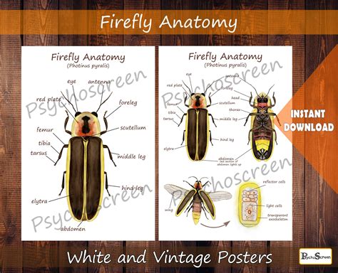 Firefly Anatomy Posters Printable Vintage and White Poster - Etsy