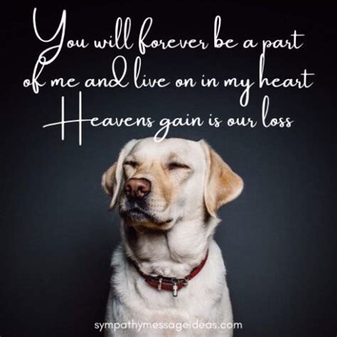 57 Loss of Dog Quotes & Images: Comforting Ways to Remember your Pal ...