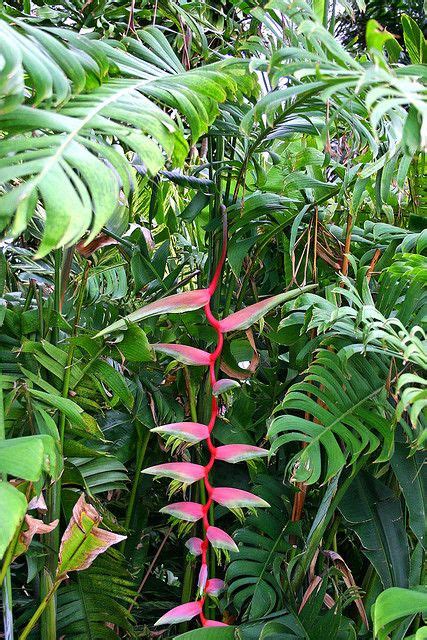 tropical flowering plants