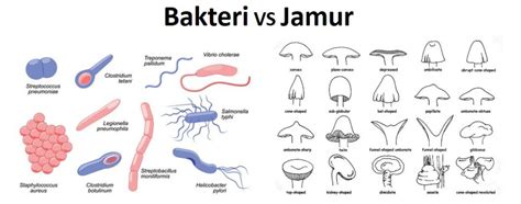 Perbedaan Bakteri Dan Jamur - Homecare24