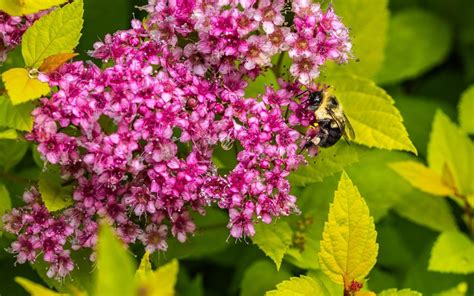 12 Stunning Full Sun Shrubs Perfect for Hot, Dry Soils - Garden and Happy