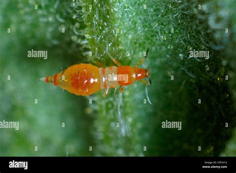 Thrip Stock Photos & Thrip Stock Images - Alamy