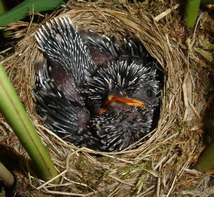 A Cuckoo In The Nest. | Ramana's Musings