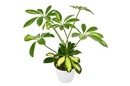 Schefflera Variegated | Nurture Plant