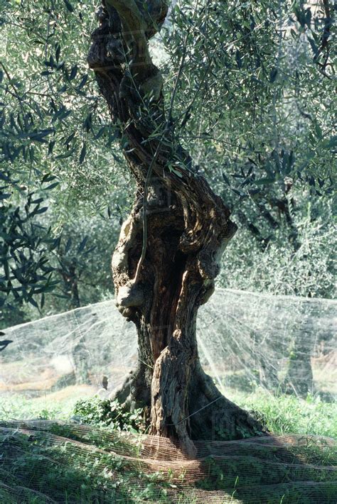 Olive tree being harvested - Stock Photo - Dissolve