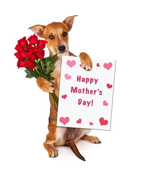 Related image | Dog mothers day, Dog mom gifts, Mothers day drawings