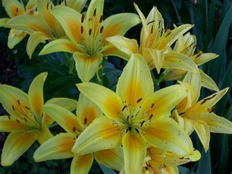 Yellow Lilies bouquet.jpg