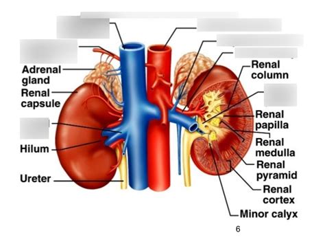 Hilum of the kidney Diagram | Quizlet