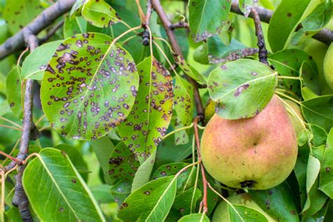 Top 60 Pear Tree Stock Photos, Pictures, and Images - iStock