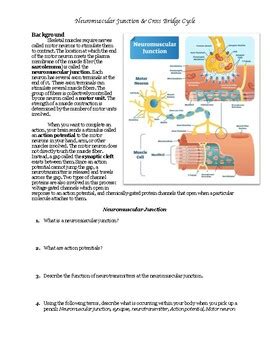 Neuromuscular Junction Worksheet by Coach H Science Class worksheets library - Worksheets Library