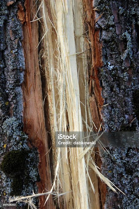 Tree After Being Hit By Lightning Tree After Lightning Strike Stock Photo - Download Image Now ...