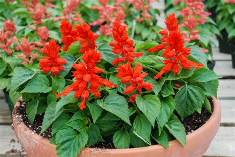 Growing Salvia In Pots - Expert Tips | Horticulture.co.uk