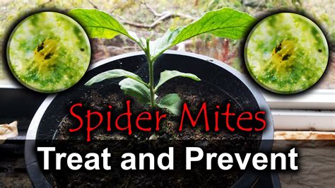 Spider Mites - 4 Ways To Naturally Get Rid Of Them - YouTube