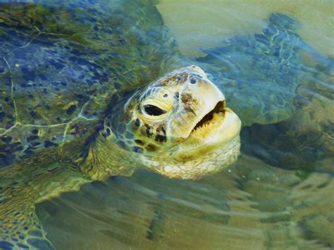 Free Images : underwater, blue, sea turtle, reptile, reef, vertebrate, marine biology 2992x3992 ...